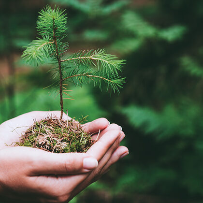 Mechaninė  viršutinių ūglių ir pumpurų apsauga