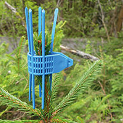 Mechaninė  viršutinių ūglių ir pumpurų apsauga