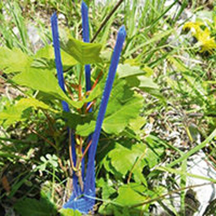 Mechaninė  viršutinių ūglių ir pumpurų apsauga