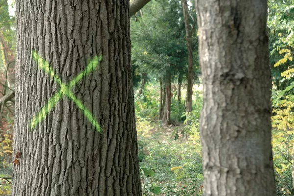 Soppec Forest