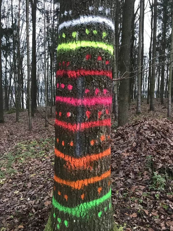 Soppec Forest