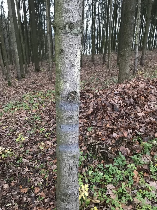 Soppec Forest