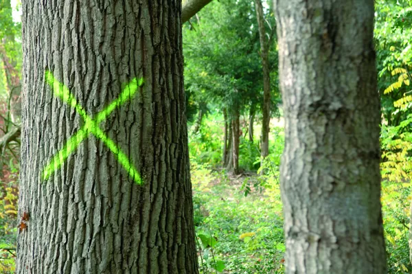 Soppec Forest